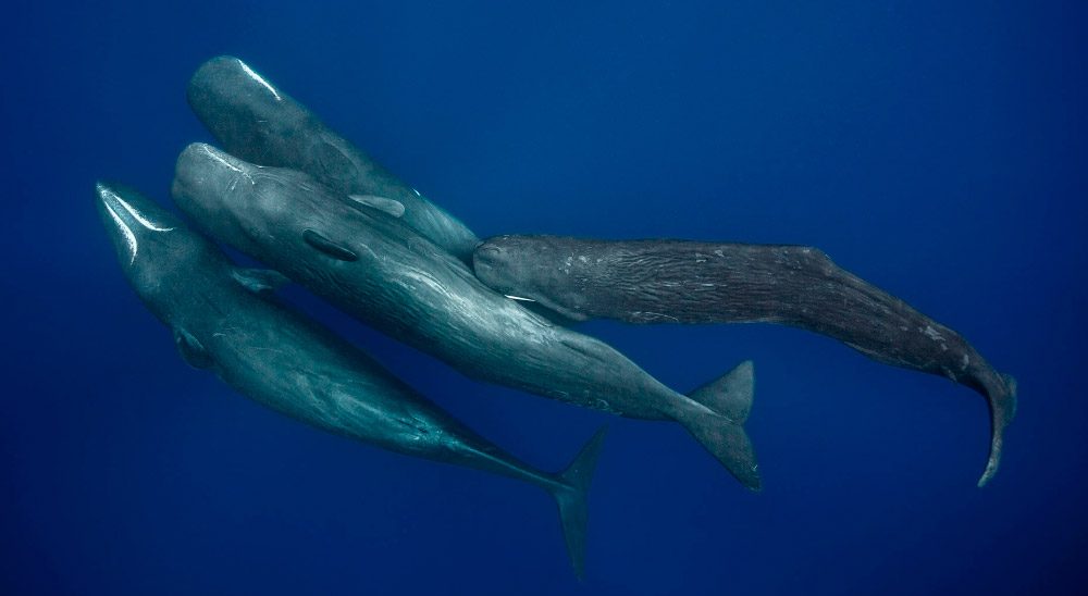 Actividad de acoplamiento de las ballenas
