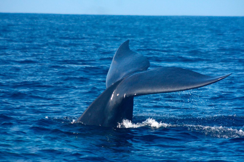 Aletas de las ballenas azules