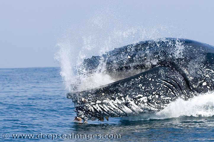 Avistamiento de ballenas jorobadas