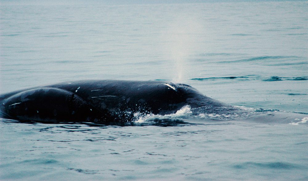 Ballena ártica Ballena ártica