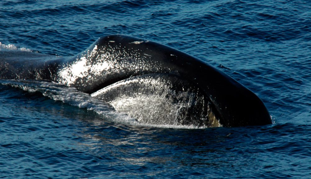 ballena de Groenlandia o Balaena mysticetus