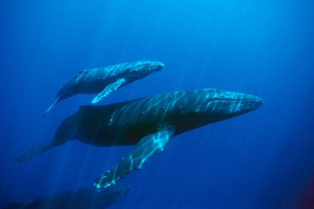 Ballenas azules nadando