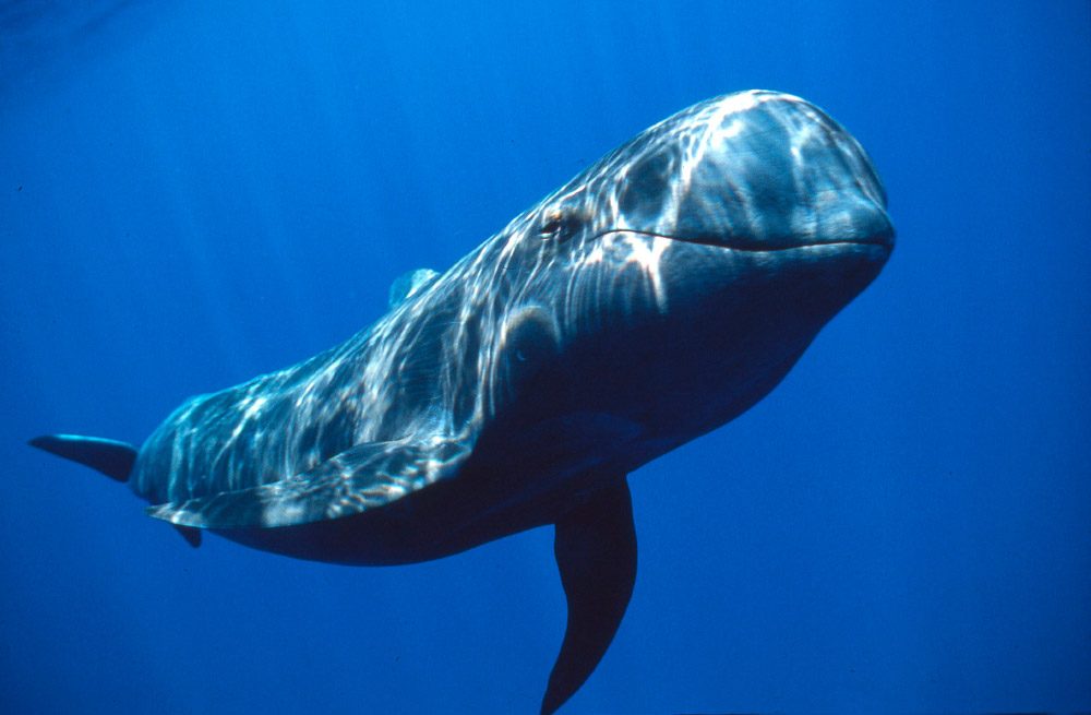 Resultado de imagen de la ballena