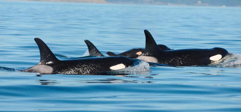 Causas de los ataques de orcas