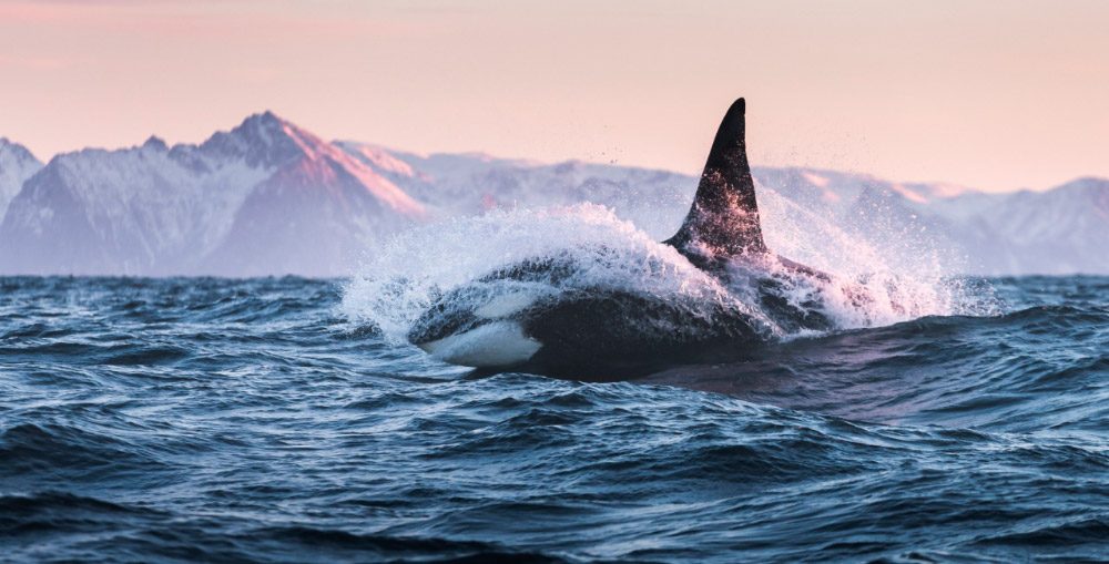 ¿Comen carne humana las orcas?