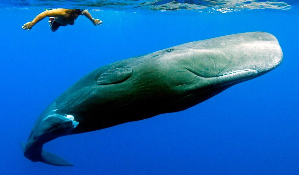 ¿Cuánto vive la ballena azul?