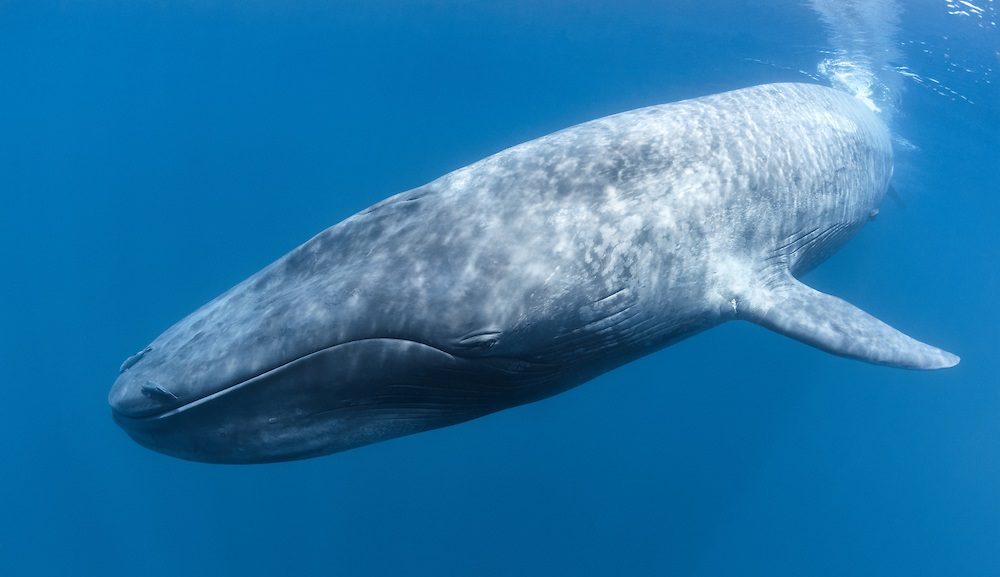 Cuerpo de una ballena azul