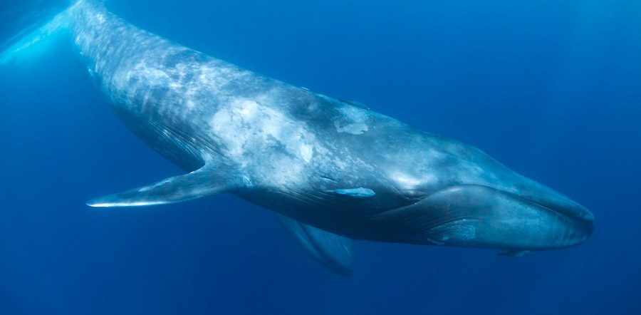 Resultado de imagen de ballena azul