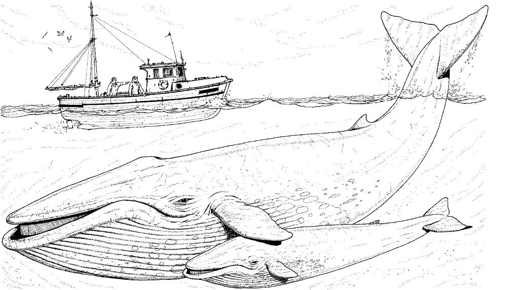 Dibujos de ballenas gigantes