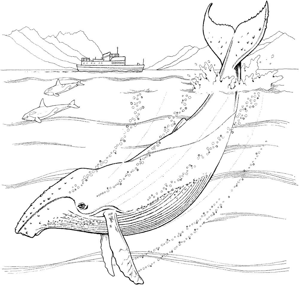 Dibujos para pintar de ballenas