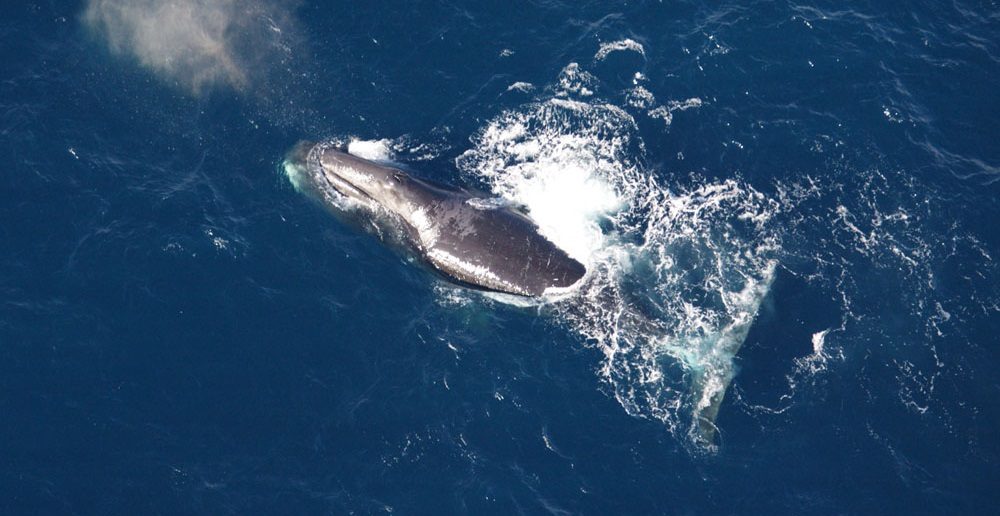 Fotos de ballenas árticas