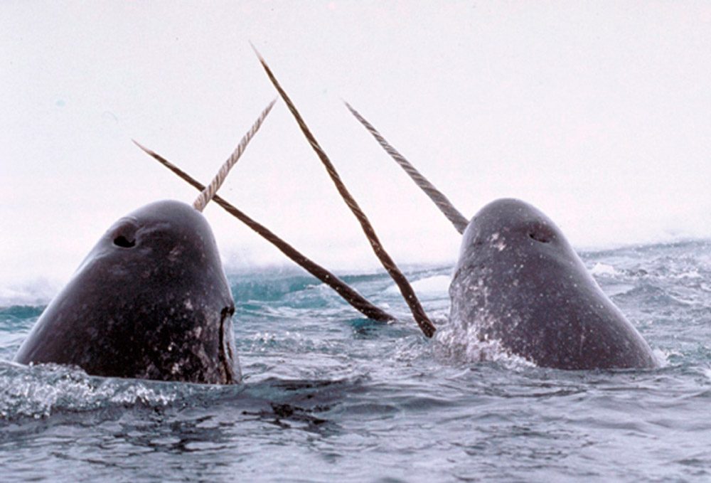 Fotos de ballenas narvales