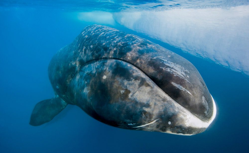 Fotos de la ballena boreal