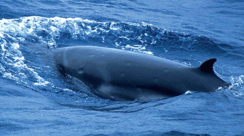 Fotos de la ballena franca enana