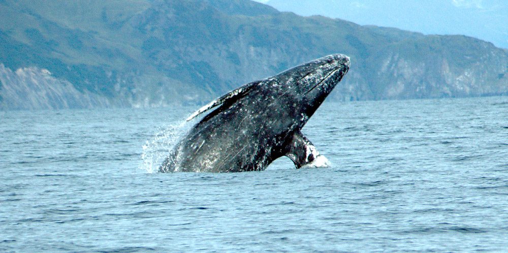 Fotos de tipos de ballenas