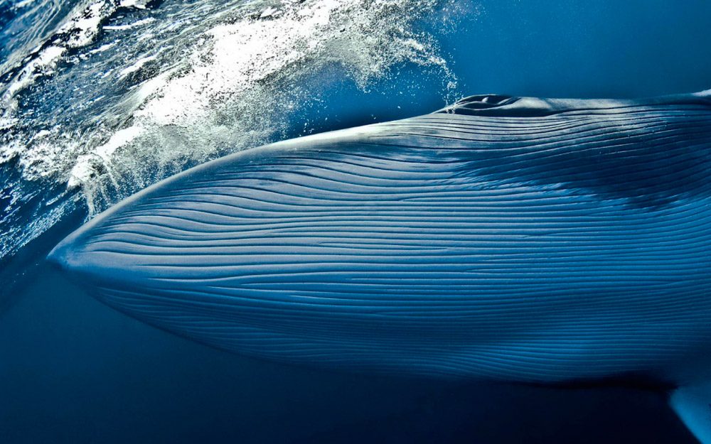 Fotos HD de ballenas azules