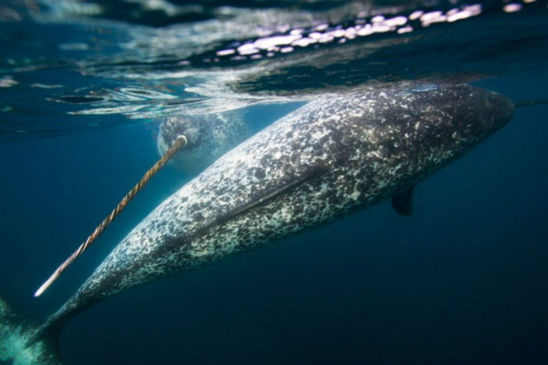 Imagenes de ballenas narvales