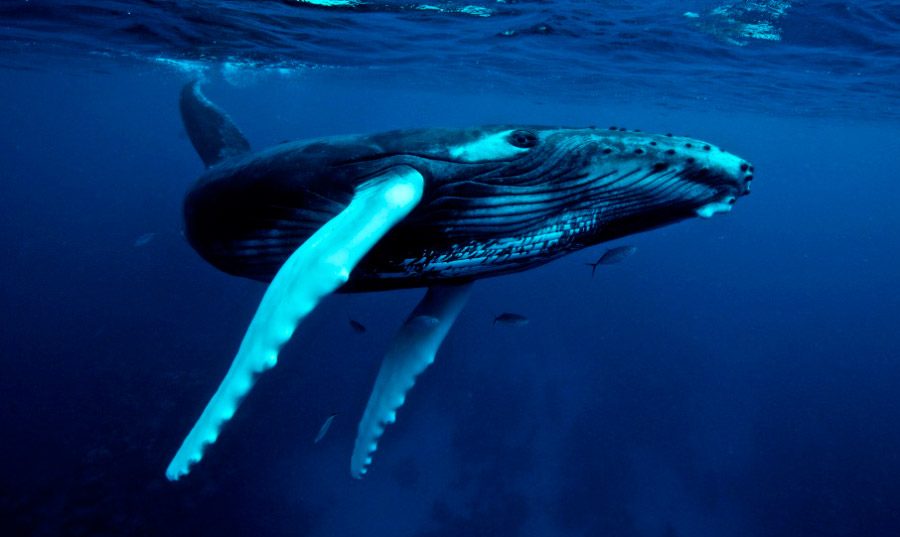 Imagenes de la ballena jorobada