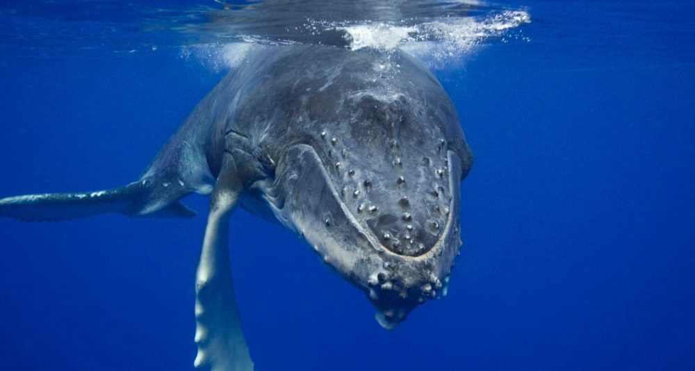 Imagenes de la ballena rorcual
