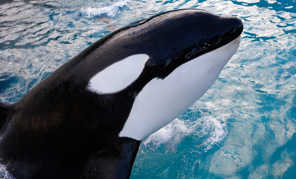 Información sobre las orcas