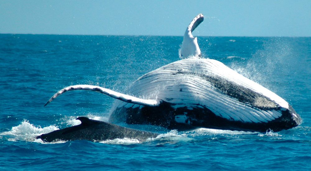 Lenguaje corporal de las ballenas