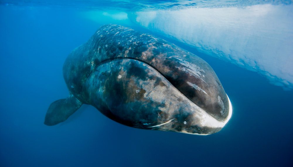 Longevidad de la ballena