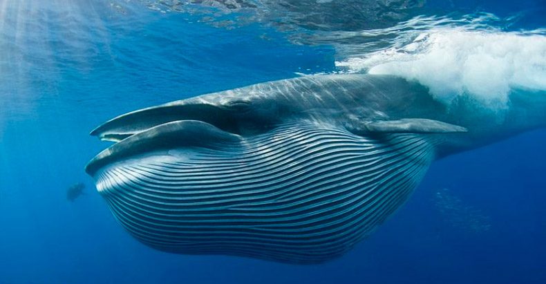 ¿Predadores de las ballenas azules?