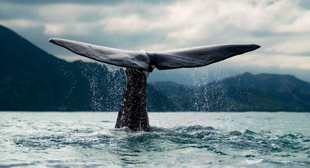 Protección de las ballenas