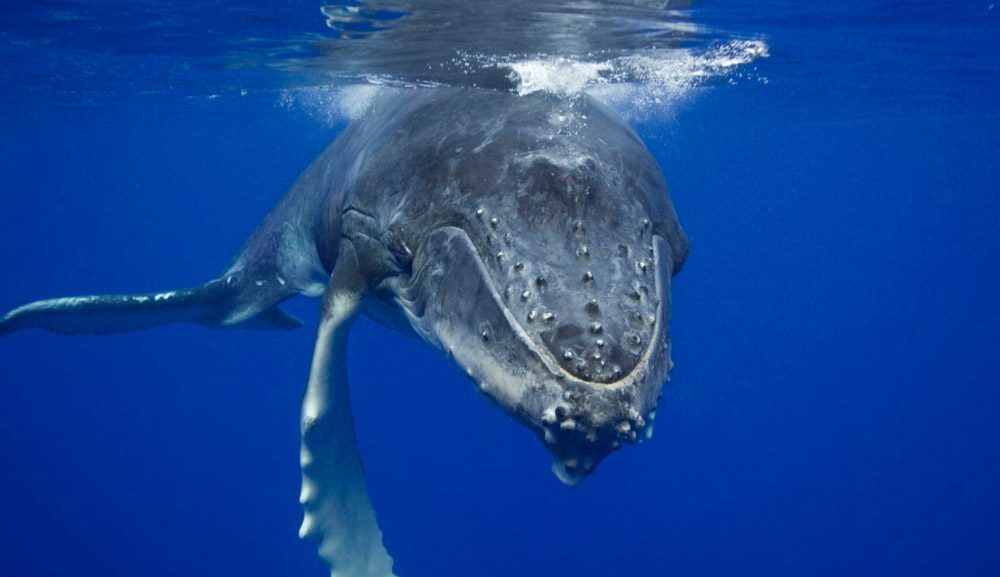 Pigmalión plátano ayudar Qué comen las ballenas azules :: Imágenes y fotos