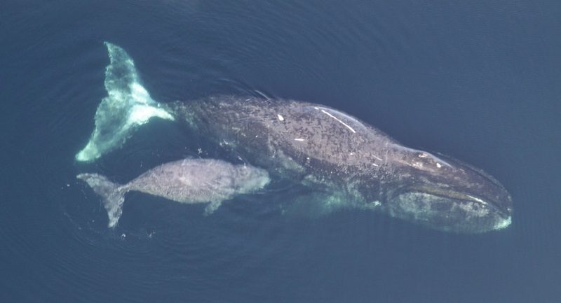 Reproducción de la ballena de Groenlandia