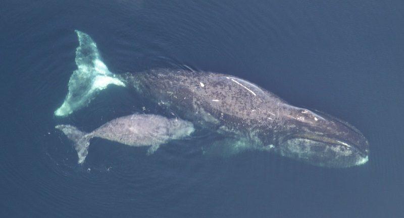 Reproducción de la ballena de Groenlandia Reproducción de la ballena de Groenlandia