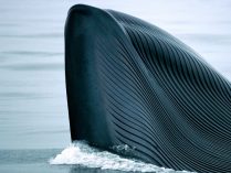 Apariencia y rasgos de las ballenas azules