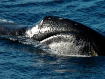ballena de Groenlandia o Balaena mysticetus