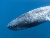 Cuerpo de una ballena azul