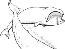 Dibujos de ballenas com barbas