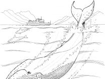 Dibujos para pintar de ballenas