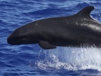 Foto de una falsa orca