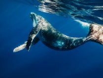 Fotos bonitas de ballenas