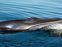 Fotos de ballenas enanas