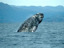 Fotos de ballenas saltando