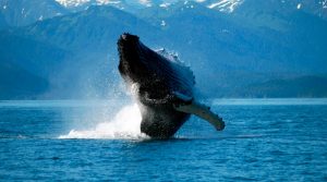 Fotos de ballenas