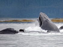 Fotos de la ballena jorobada