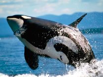 Fotos de orcas saltando