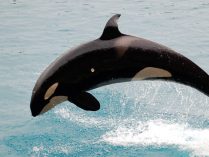 Información básica sobre las orcas asesinas