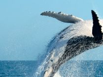 Inteligencia de las ballenas