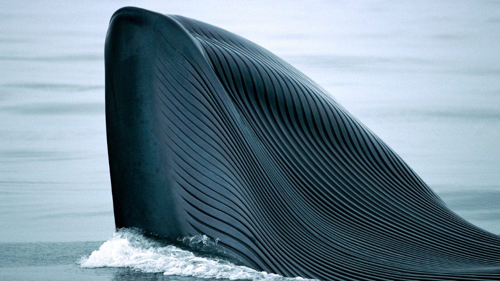 Apariencia y rasgos de las ballenas azules
