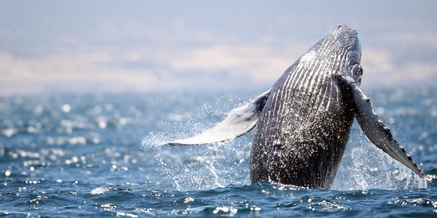 Avistamiento de una ballena gris
