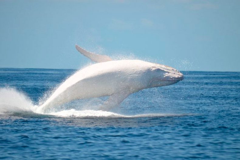 Ballena asesina albina Iceberg