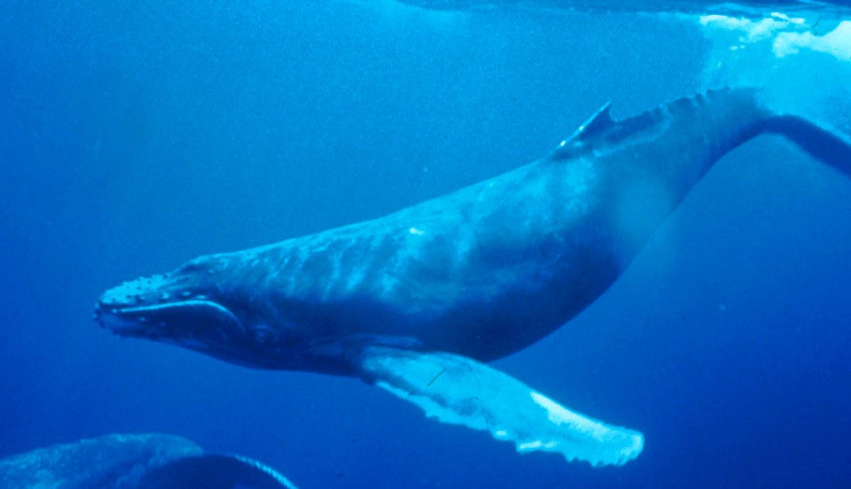 Ballena azul aleta dorsal