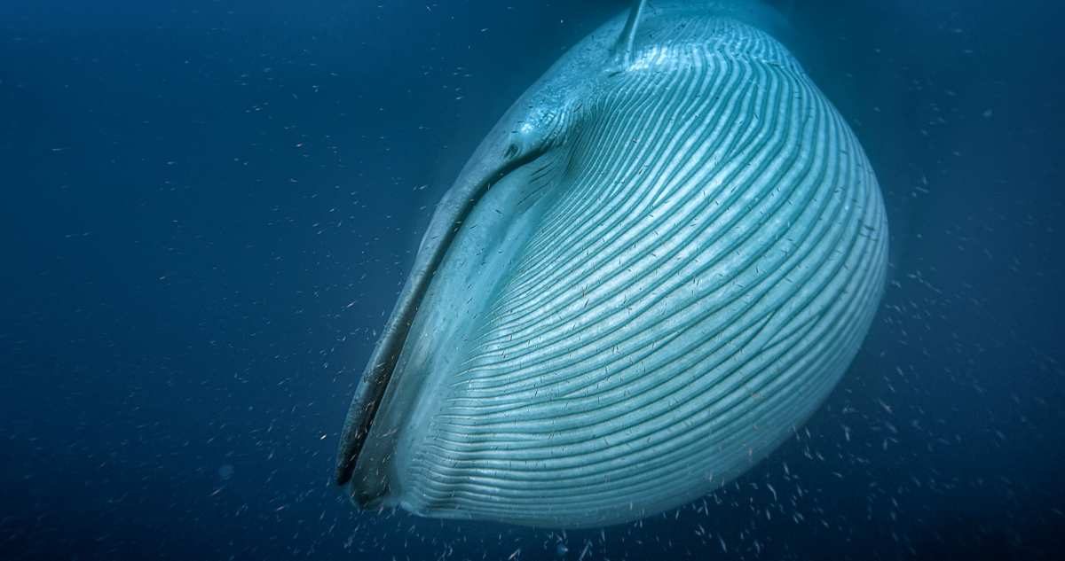 Ballena azul comiendo